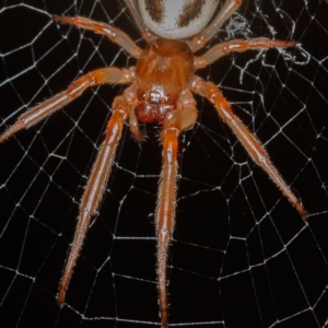 Phonognatha graeffei at Forde, ACT - 4 Feb 2017