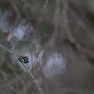 Amegilla (Zonamegilla) asserta at Murrumbateman, NSW - 5 Feb 2017 09:20 AM