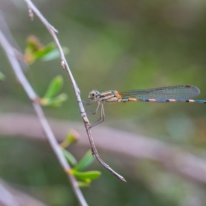 Austrolestes leda at Murrumbateman, NSW - 5 Feb 2017