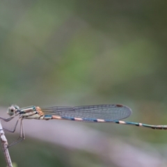 Austrolestes leda at Murrumbateman, NSW - 5 Feb 2017