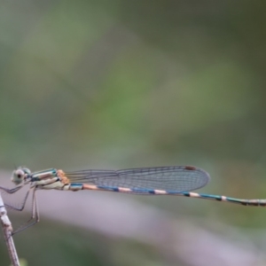 Austrolestes leda at Murrumbateman, NSW - 5 Feb 2017