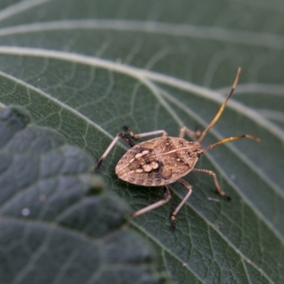 Poecilometis strigatus (Gum Tree Shield Bug) at Murrumbateman, NSW - 5 Feb 2017 by SallyandPeter