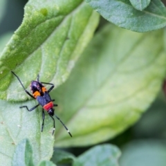 Dindymus versicolor (Harlequin Bug) at Murrumbateman, NSW - 5 Feb 2017 by SallyandPeter