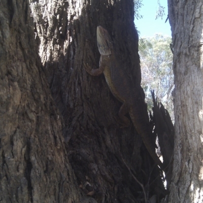 Pogona barbata (Eastern Bearded Dragon) at Forde, ACT - 4 Feb 2017 by jmhatley