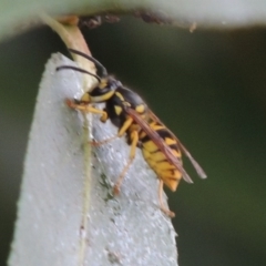 Vespula germanica (European Wasp, German Yellowjacket Wasp) at Paddys River, ACT - 4 Feb 2017 by MichaelBedingfield