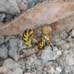 Vespula germanica at Paddys River, ACT - 4 Feb 2017