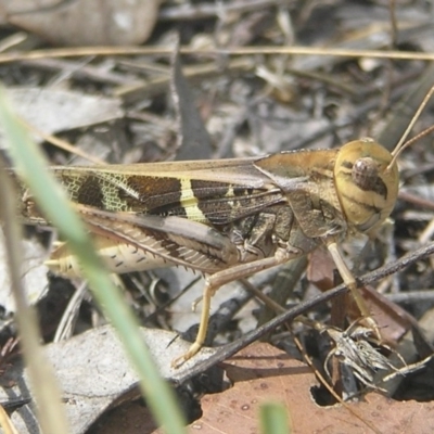 Gastrimargus musicus (Yellow-winged Locust or Grasshopper) at Kambah, ACT - 5 Feb 2017 by MatthewFrawley