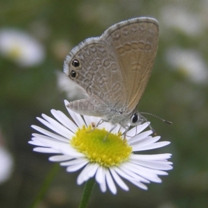 Nacaduba biocellata at Kambah, ACT - 5 Feb 2017