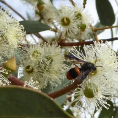 Hyleoides concinna (Wasp-mimic bee) at Molonglo Valley, ACT - 1 Feb 2017 by AndyRussell