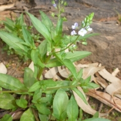 Veronica anagallis-aquatica (Blue Water Speedwell) at Parkes, ACT - 2 Feb 2017 by JanetRussell