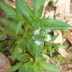 Veronica anagallis-aquatica at Parkes, ACT - 2 Feb 2017 02:26 PM