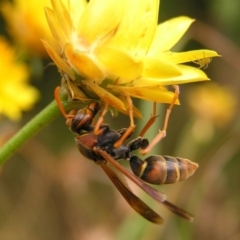 Polistes (Polistella) humilis (Common Paper Wasp) at Kambah, ACT - 5 Feb 2017 by MatthewFrawley