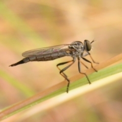 Cerdistus sp. (genus) (Slender Robber Fly) at Kambah, ACT - 5 Feb 2017 by MatthewFrawley