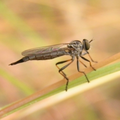 Cerdistus sp. (genus) (Yellow Slender Robber Fly) at Kambah, ACT - 5 Feb 2017 by MatthewFrawley