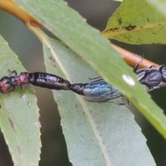 Tiphiidae (family) (Unidentified Smooth flower wasp) at Point Hut to Tharwa - 4 Feb 2017 by michaelb