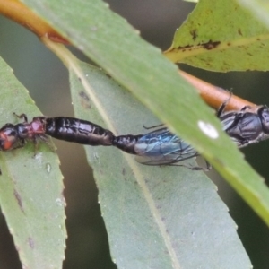 Tiphiidae (family) at Paddys River, ACT - 4 Feb 2017 07:44 PM