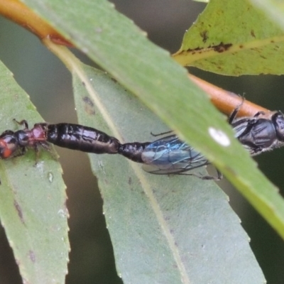 Tiphiidae (family) (Unidentified Smooth flower wasp) at Paddys River, ACT - 4 Feb 2017 by michaelb