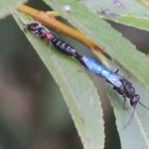 Tiphiidae (family) at Paddys River, ACT - 4 Feb 2017