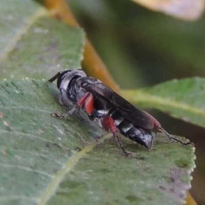 Pison rufipes (A spider wasp) at Point Hut to Tharwa - 4 Feb 2017 by michaelb