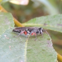 Pison rufipes at Paddys River, ACT - 4 Feb 2017