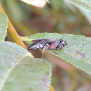 Pison rufipes at Paddys River, ACT - 4 Feb 2017