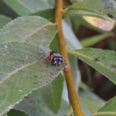 Pison rufipes at Paddys River, ACT - 4 Feb 2017 07:49 PM