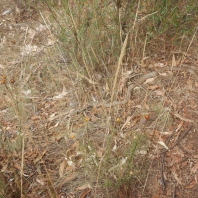 Pseudonaja textilis (Eastern Brown Snake) at Mount Majura - 5 Feb 2017 by MichaelMulvaney