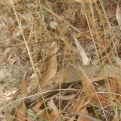 Pseudonaja textilis at Canberra Central, ACT - 6 Feb 2017