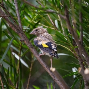 Carduelis carduelis at Murrumbateman, NSW - 6 Feb 2017 11:11 AM