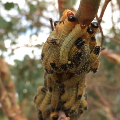 Pergidae sp. (family) (Unidentified Sawfly) at QPRC LGA - 6 Feb 2017 by Wandiyali