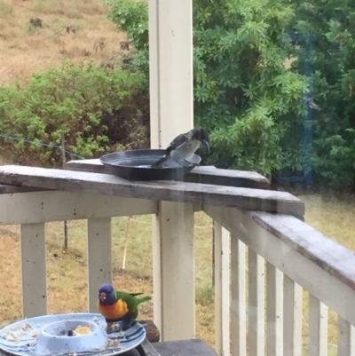 Cracticus torquatus (Grey Butcherbird) at Eden, NSW - 6 Feb 2017 by 1956CBR