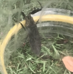 Laccotrephes tristis (Water Scorpion or Toe-biter) at Latham, ACT - 6 Feb 2017 by CityGirl