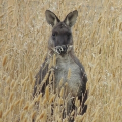 Osphranter robustus robustus (Eastern Wallaroo) at Gordon, ACT - 4 Feb 2017 by michaelb