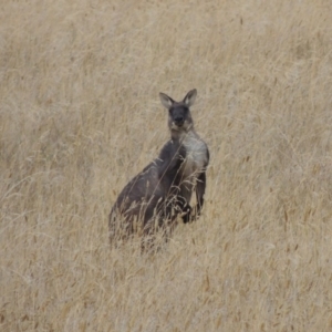 Osphranter robustus at Gordon, ACT - 4 Feb 2017