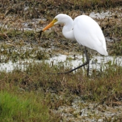 Ardea plumifera (Plumed Egret) at Fyshwick, ACT - 7 Feb 2017 by Qwerty