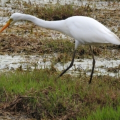 Ardea plumifera at Fyshwick, ACT - 7 Feb 2017 12:00 AM