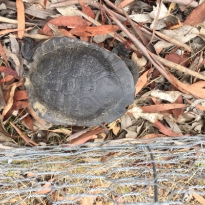 Chelodina longicollis (Eastern Long-necked Turtle) at Gungahlin, ACT - 7 Feb 2017 by JasonC