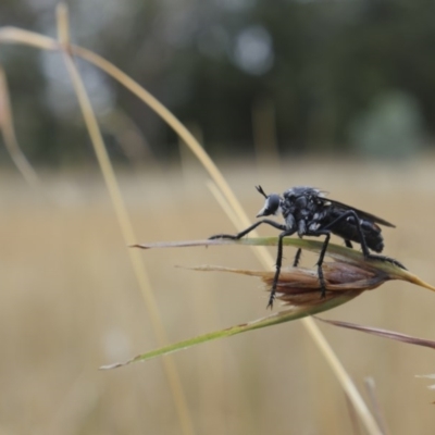 Apothechyla sp. (genus) (Robber fly) at Spence, ACT - 7 Feb 2017 by DaveW