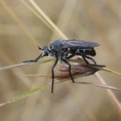 Apothechyla sp. (genus) at Spence, ACT - 7 Feb 2017