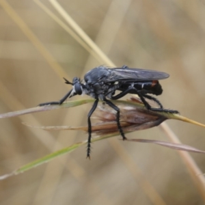 Apothechyla sp. (genus) at Spence, ACT - 7 Feb 2017 09:39 AM