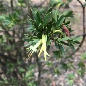 Styphelia triflora at Majura, ACT - 7 Feb 2017
