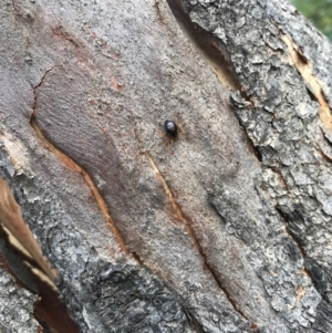 Euryopis umbilicata at Watson, ACT - 7 Feb 2017 06:49 PM