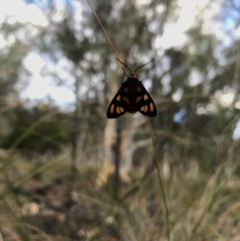 Amata (genus) (Handmaiden Moth) at Mount Majura - 7 Feb 2017 by AaronClausen