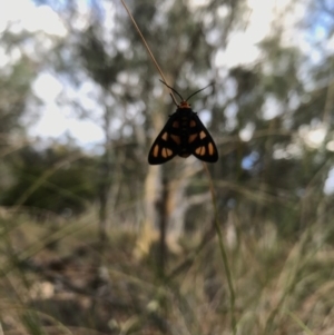 Amata (genus) at Hackett, ACT - 7 Feb 2017