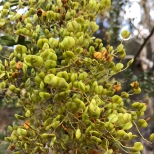 Bursaria spinosa at Canberra Central, ACT - 7 Feb 2017