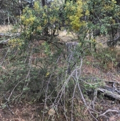 Bursaria spinosa at Canberra Central, ACT - 7 Feb 2017