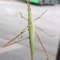 Acrida conica (Giant green slantface) at Phillip, ACT - 31 Jan 2017 by AlisonMilton