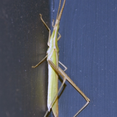 Acrida conica (Giant green slantface) at Higgins, ACT - 4 Feb 2017 by AlisonMilton