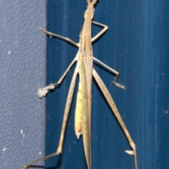 Acrida conica at Higgins, ACT - 4 Feb 2017 08:36 PM