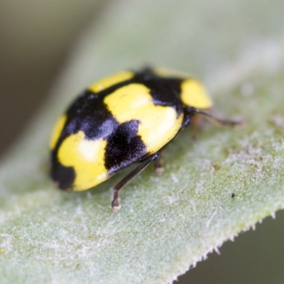 Illeis galbula (Fungus-eating Ladybird) at Higgins, ACT - 4 Feb 2017 by AlisonMilton